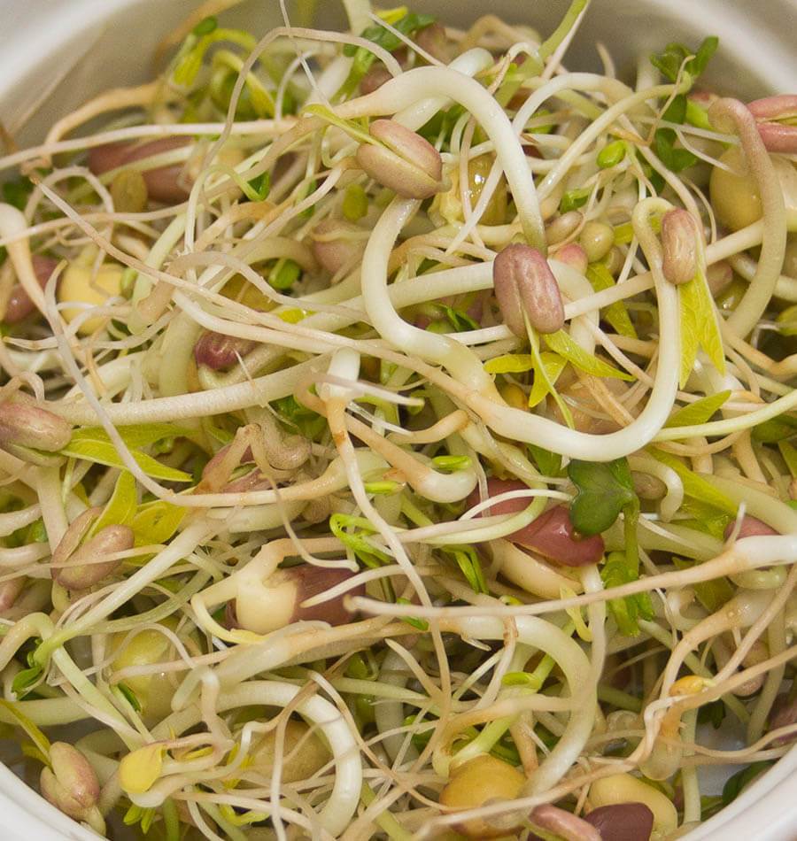 Dazzling Organic Sprouting Seeds Blend – Nutrient-Rich Variety for Fresh Salads 0
