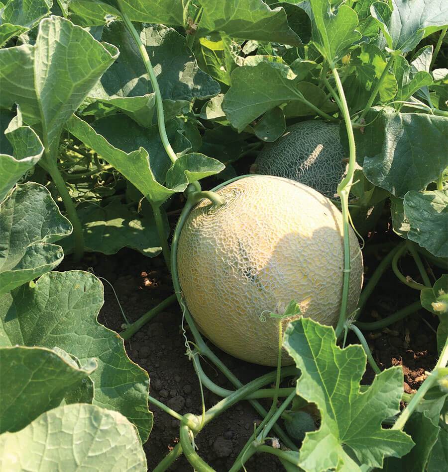 Divergent Organic Melon Seeds for Gardeners – Early Maturing with Sweet Fruits 0