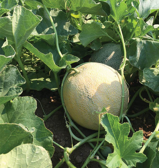 Divergent Organic Melon Seeds for Gardeners – Early Maturing with Sweet Fruits 0