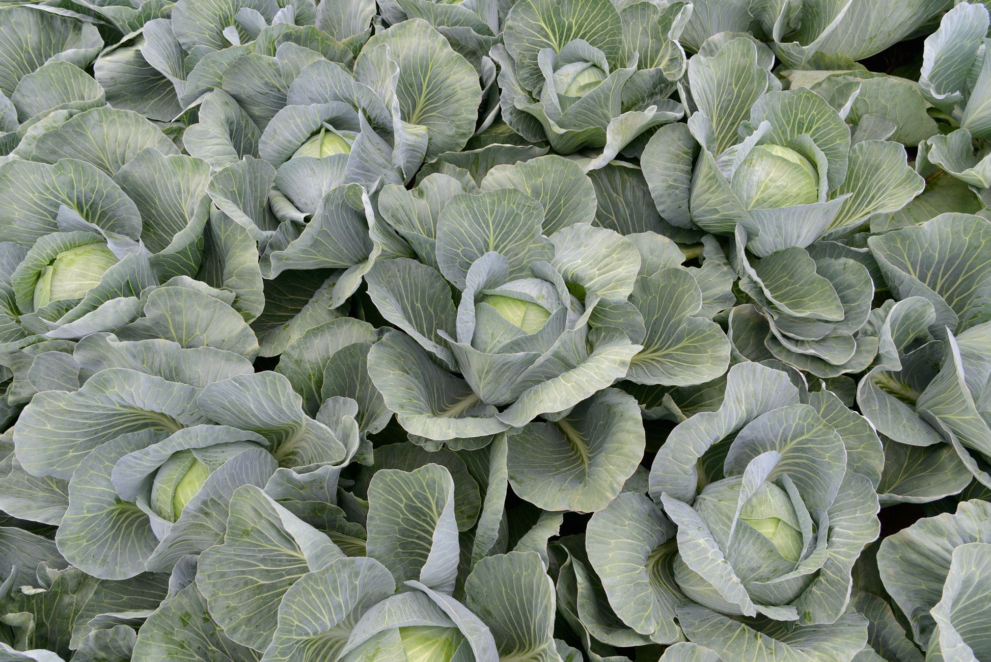Eager Cabbage Seeds – Late Season Variety for Long-Term Storage and Thrips Resistance 0
