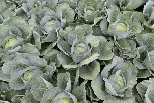 Eager Cabbage Seeds – Late Season Variety for Long-Term Storage and Thrips Resistance 0