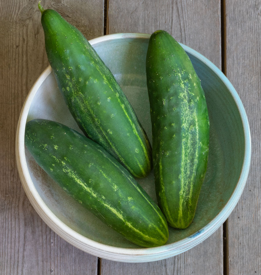 Eager Fortune Organic Heirloom Cucumber – Early Maturing Slicer for Fresh Pickles 0