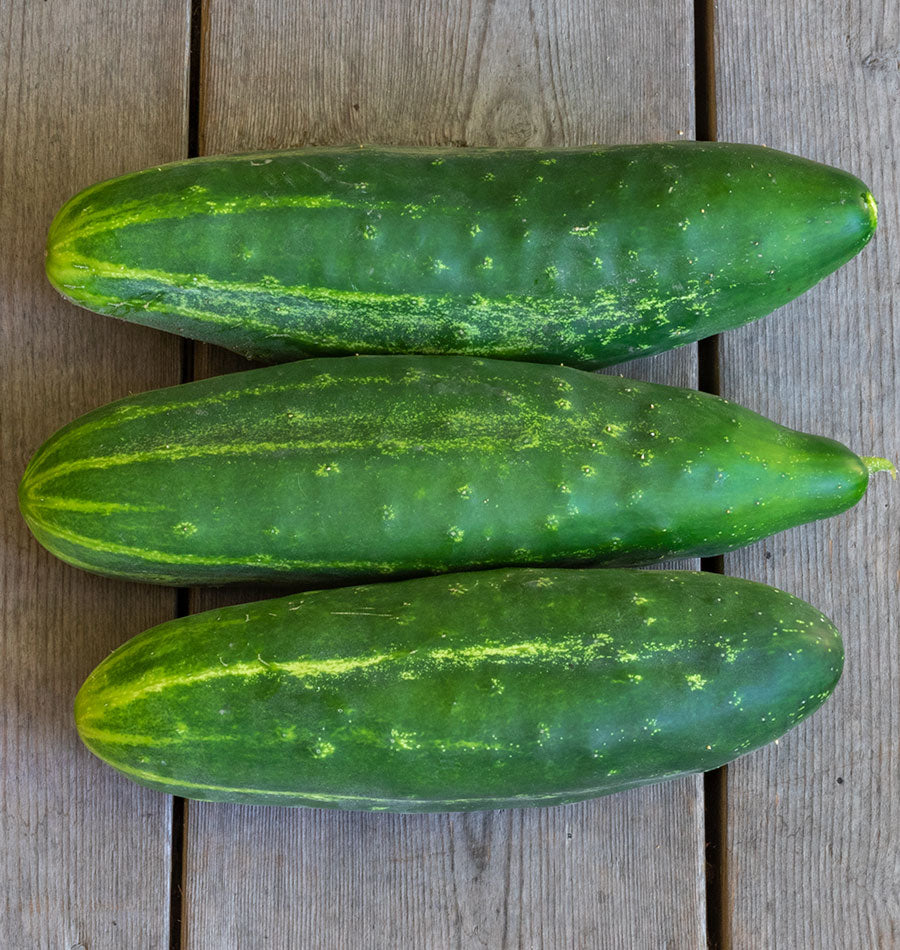 Eager Fortune Organic Heirloom Cucumber – Early Maturing Slicer for Fresh Pickles 1