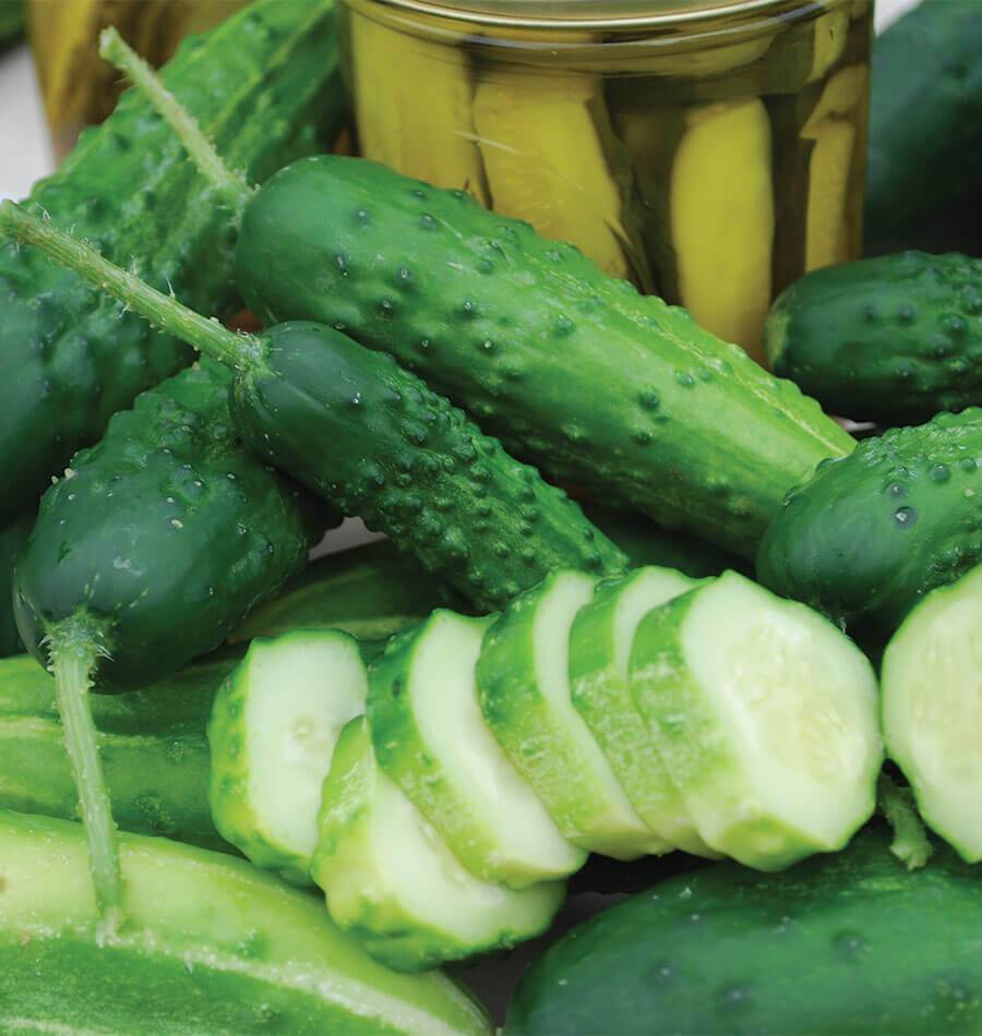Eager Fortune Organic Heirloom Cucumber – Early Maturing Slicer for Fresh Pickles 2