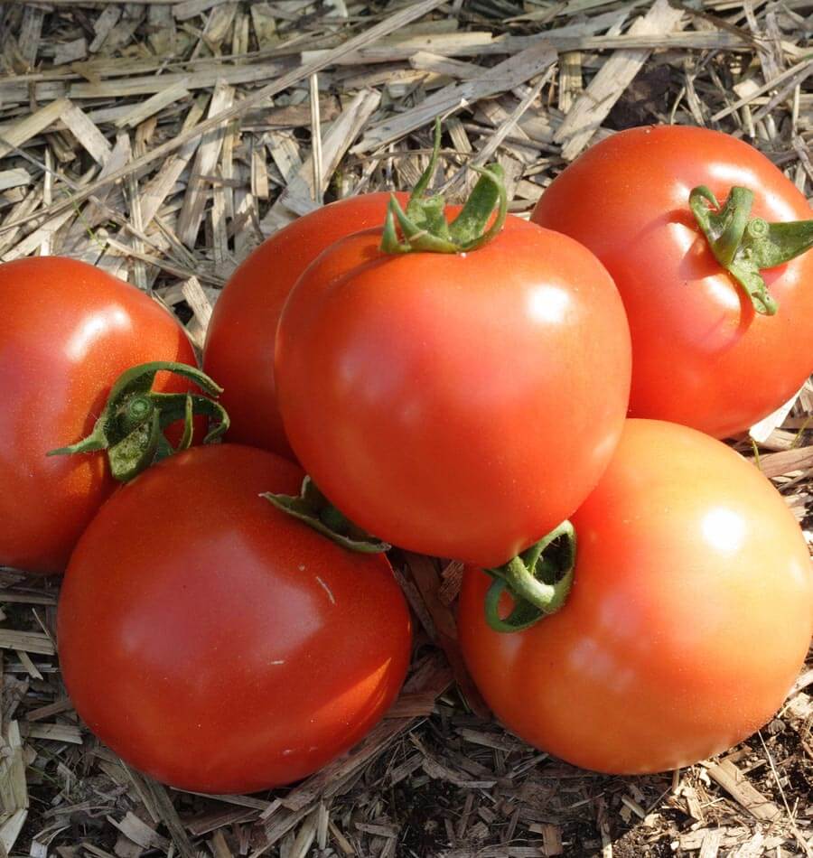 Eager Green Early Girl Tomato Seeds – Fast-Maturing Variety for Coastal Growers 0