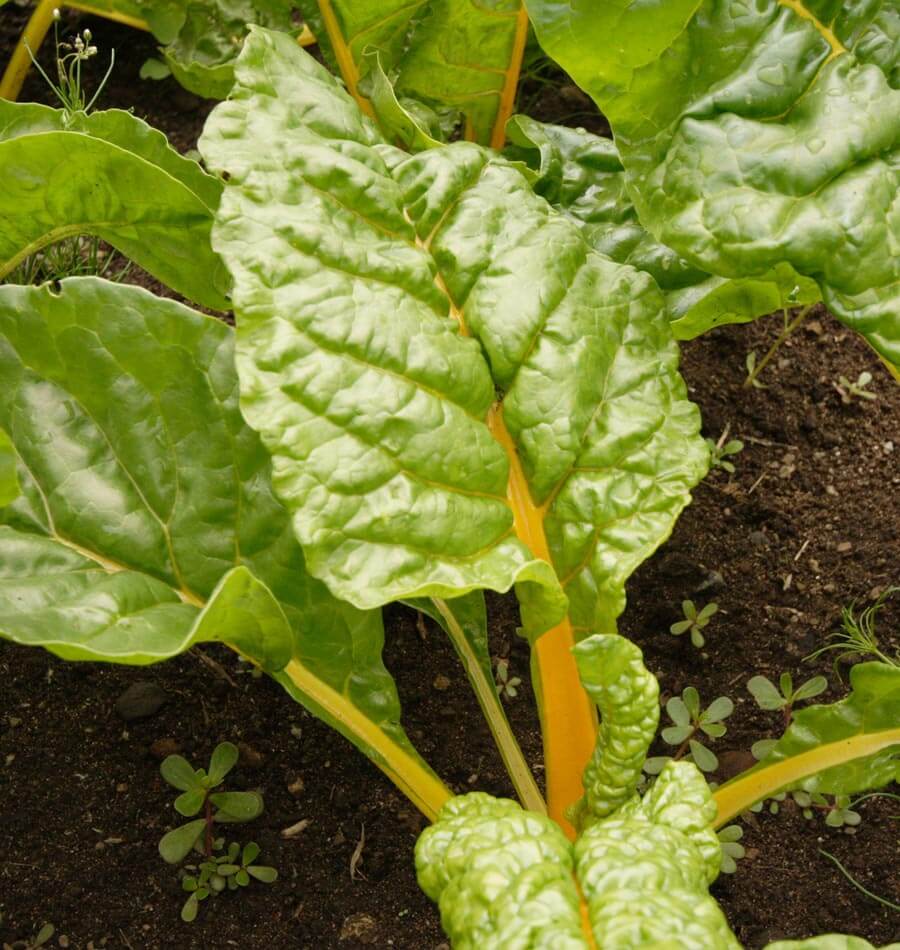 Eldorado Swiss Chard Gardeners Vegetable Seeds – Vibrant Gold Stems with Nutritious Greens 0