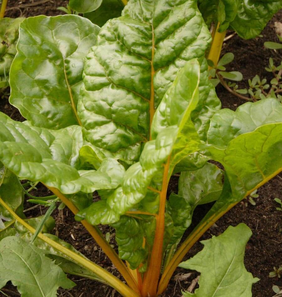 Eldorado Swiss Chard Gardeners Vegetable Seeds – Vibrant Gold Stems with Nutritious Greens 1