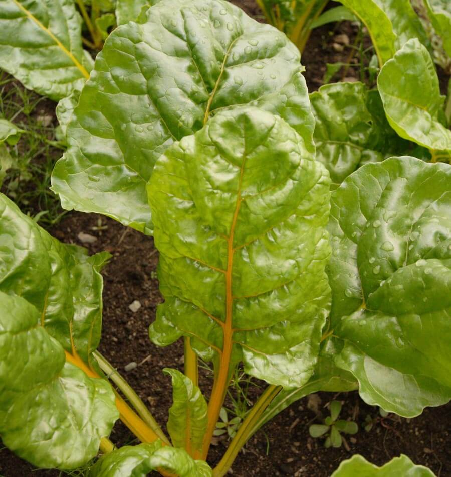 Eldorado Swiss Chard Gardeners Vegetable Seeds – Vibrant Gold Stems with Nutritious Greens 2