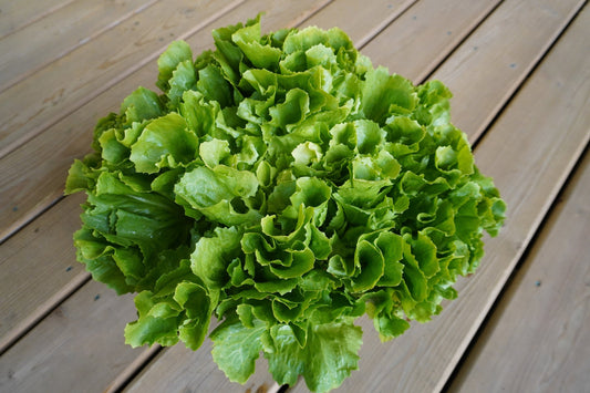 Eliance Organic All-Season Escarole – Impressive Size and Uniformity for Year-Round Harvest 0