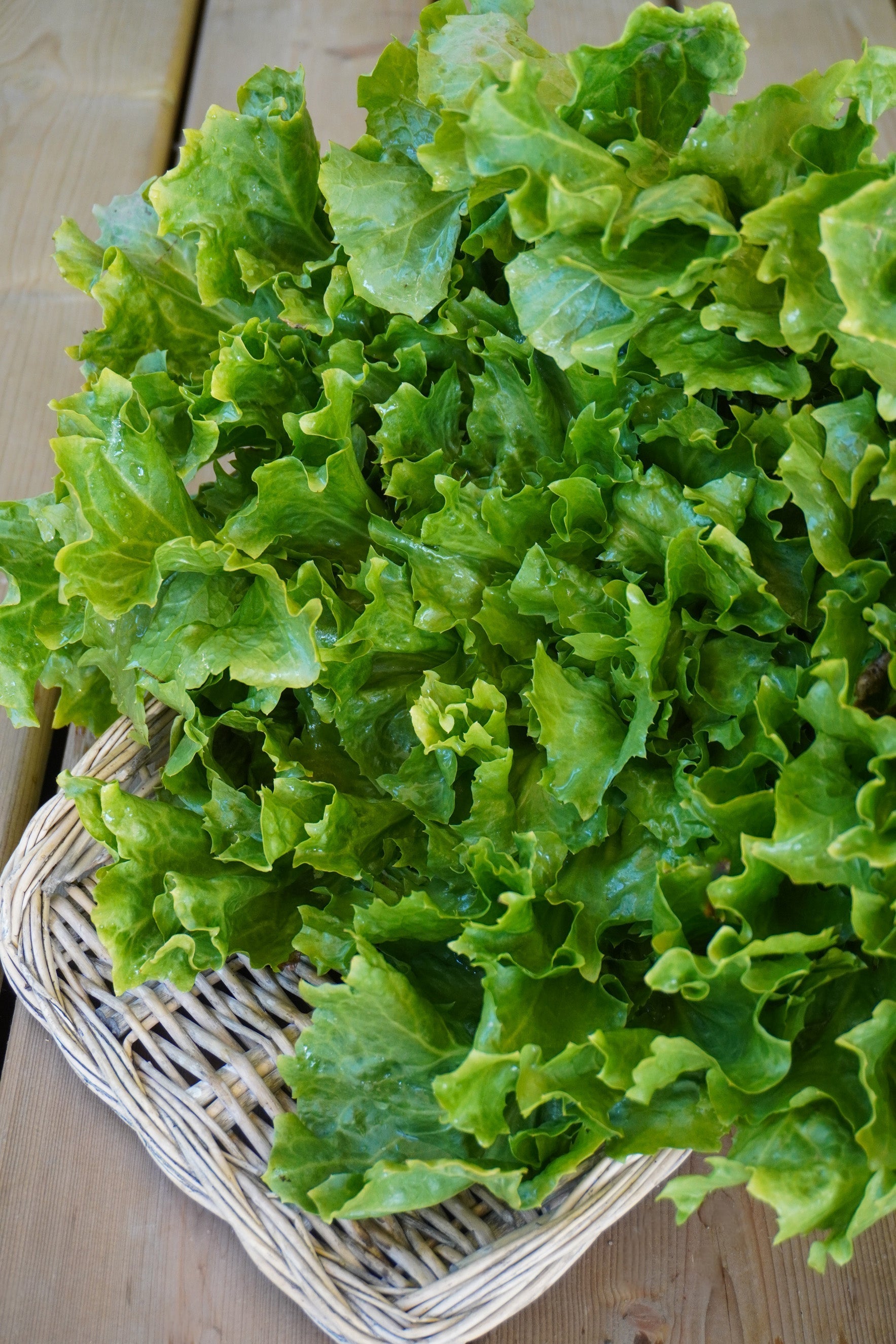 Eliance Organic All-Season Escarole – Impressive Size and Uniformity for Year-Round Harvest 1