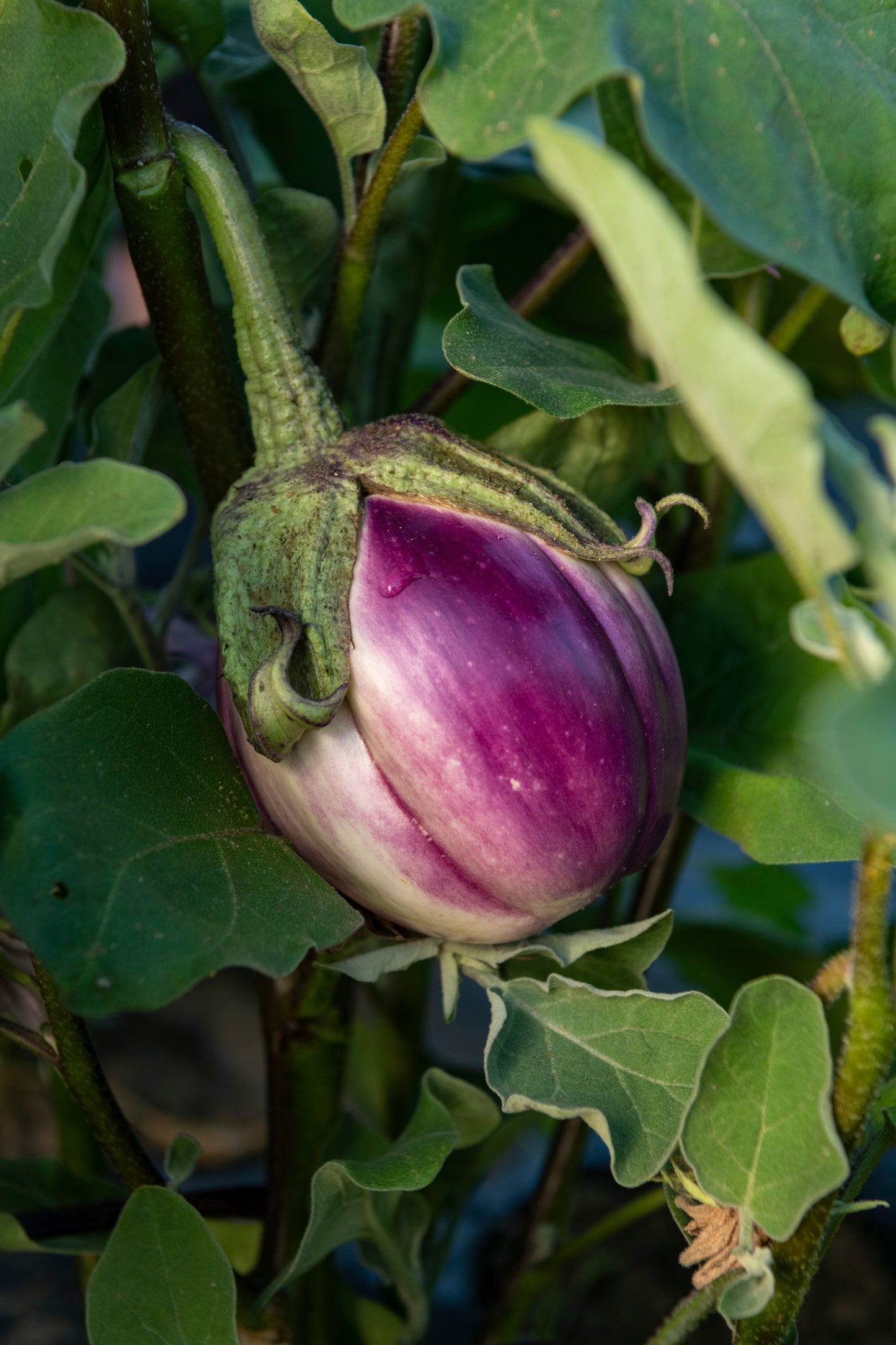 Elysia Heirloom Eggplant Plant – Beautiful Bi-Colored Fruit for Culinary Delights 0