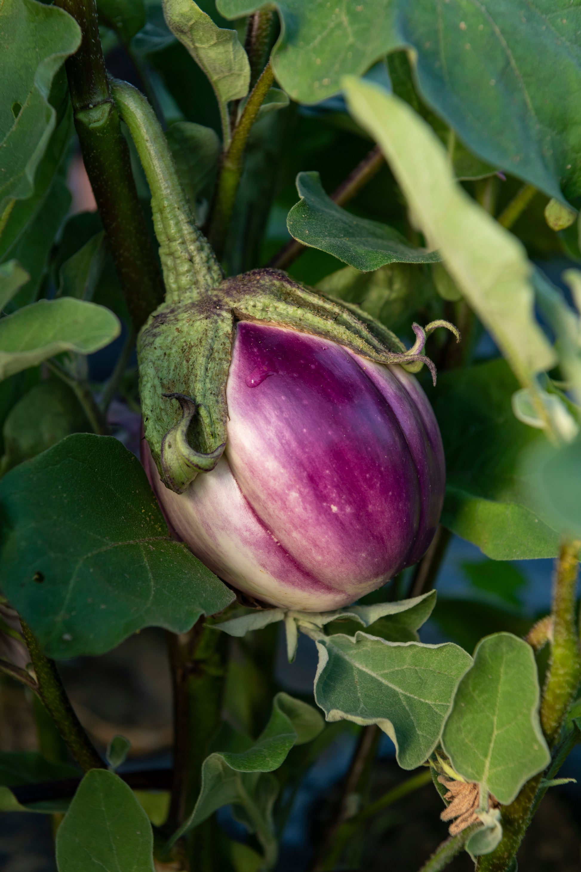 Elysia Heirloom Eggplant Plant – Beautiful Bi-Colored Fruit for Culinary Delights 0