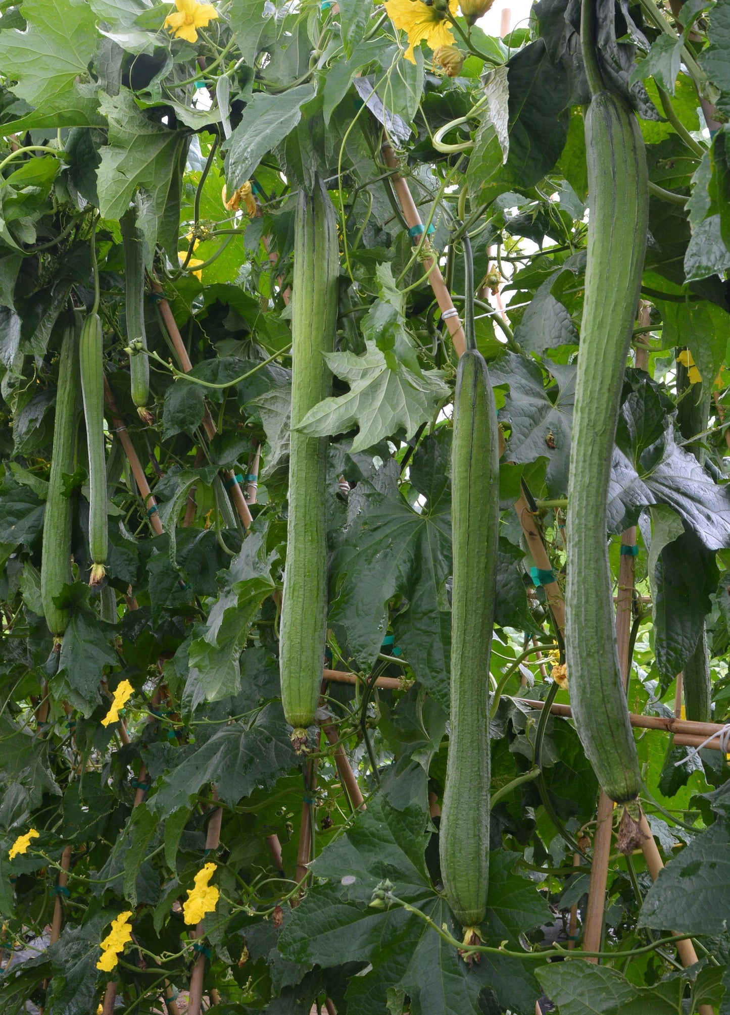 Emerald Vegetable Enthusiasts Gourd – Dual Purpose Fresh Vegetable and Dried Luffa Sponge 0