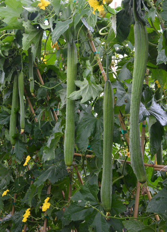 Emerald Vegetable Enthusiasts Gourd – Dual Purpose Fresh Vegetable and Dried Luffa Sponge 0