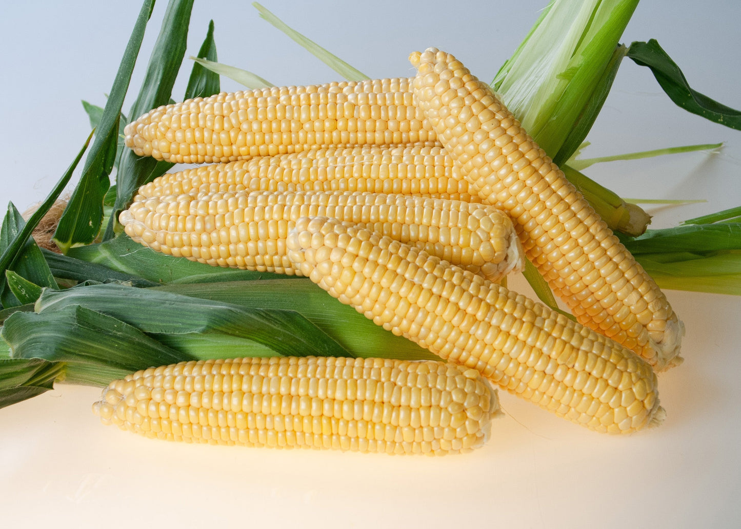 Equinox F1 Home Gardeners Corn – Early Maturing Sweet Kernels for Delicious Harvests 0