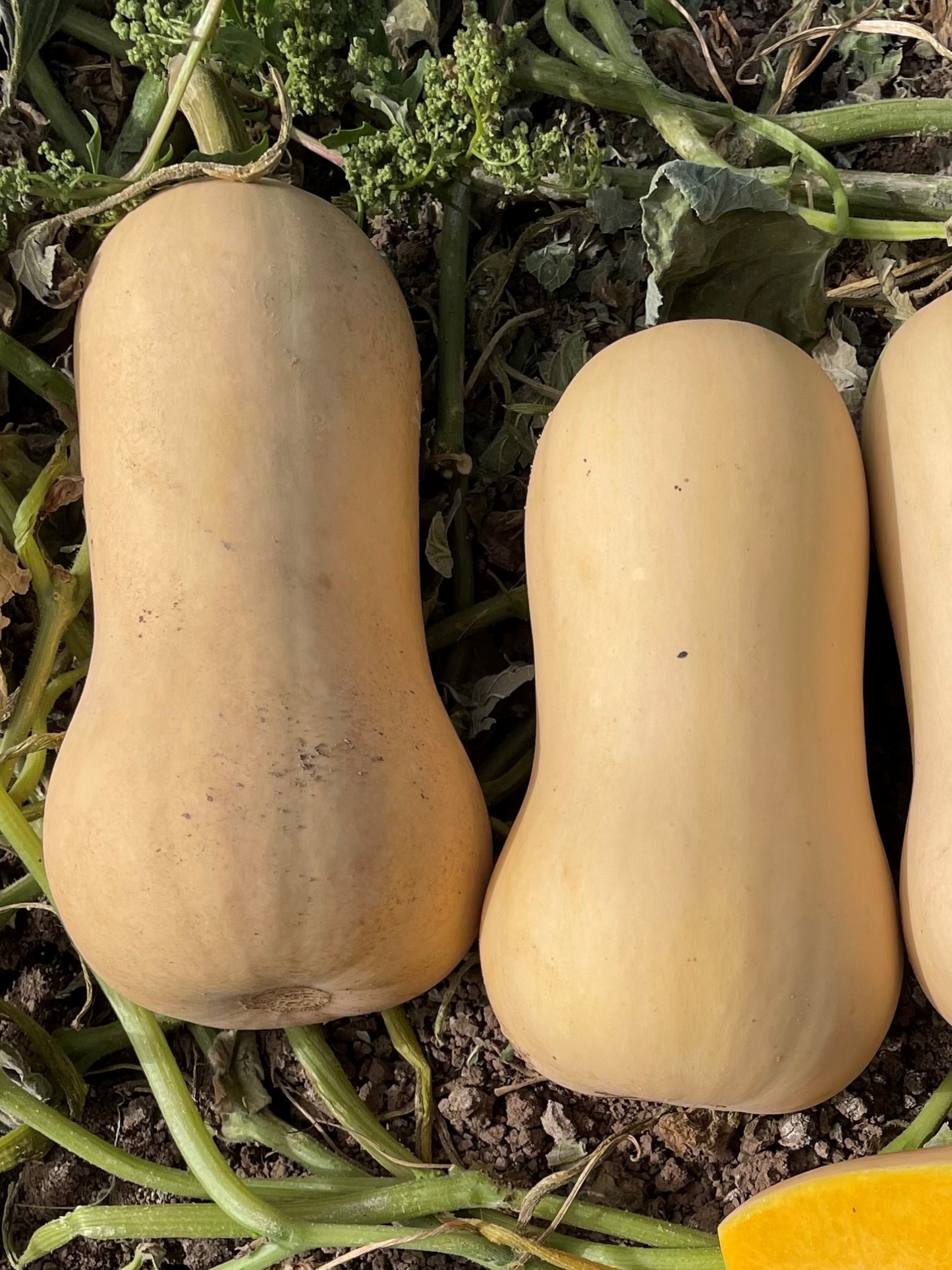Essex F1 Vegetable Gardeners Squash – Sweet Butternut Shape with Excellent Flavor 0