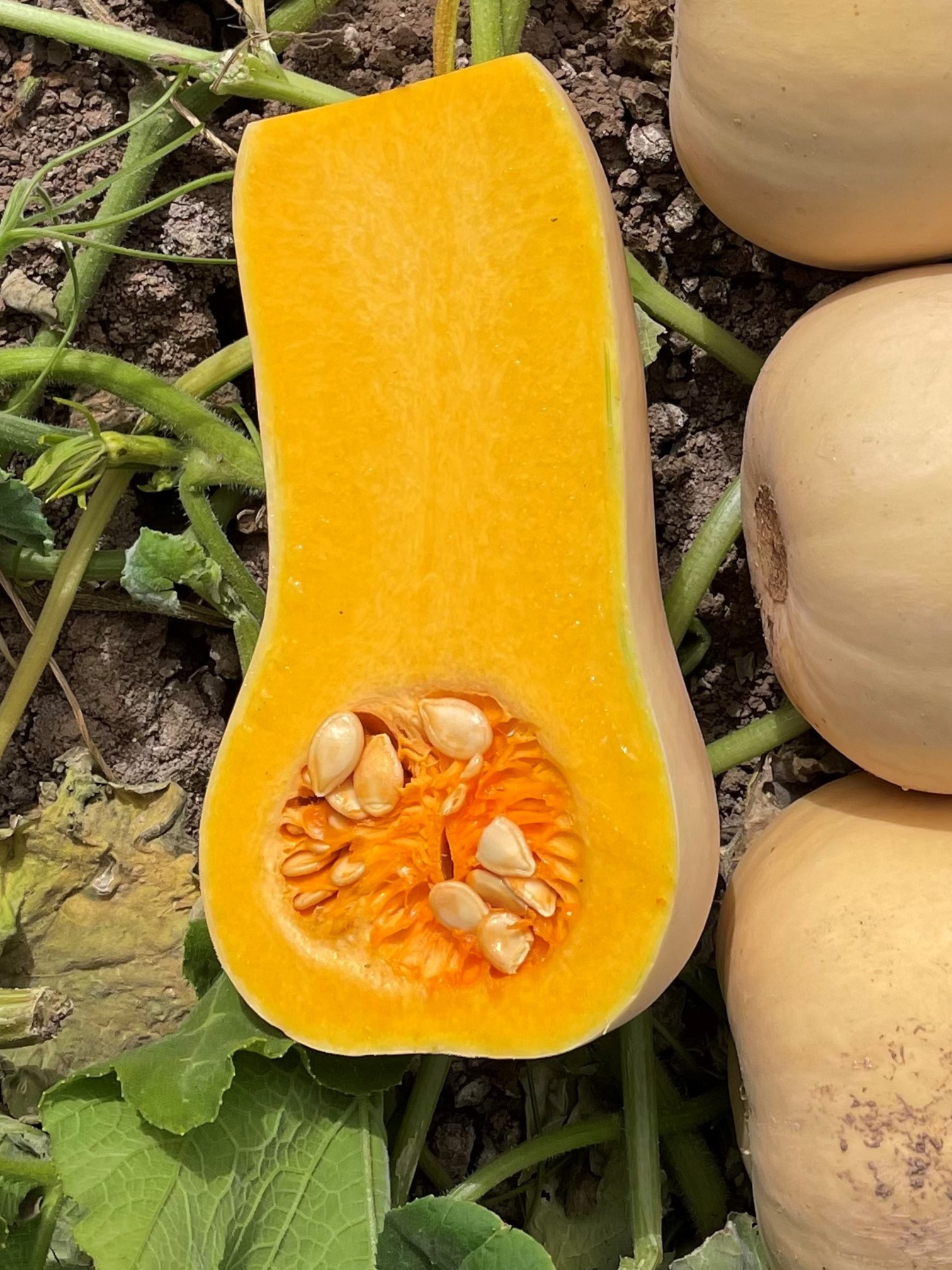 Essex F1 Vegetable Gardeners Squash – Sweet Butternut Shape with Excellent Flavor 1