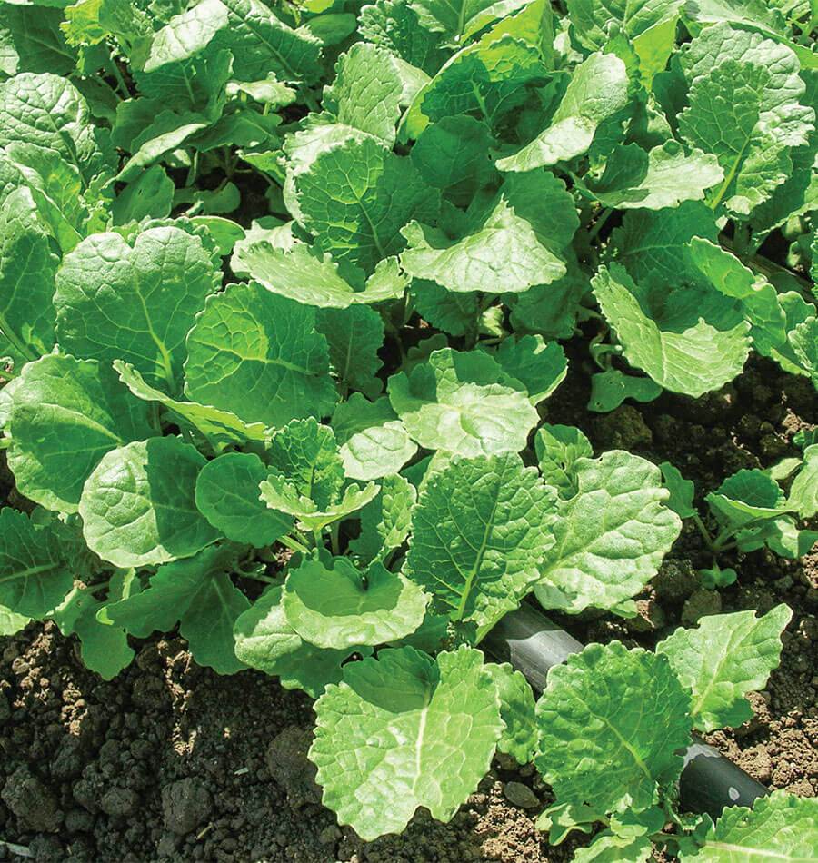 Ethiopian Amara Vegetable Seeds – Nutritious Greens for Container Gardening 0