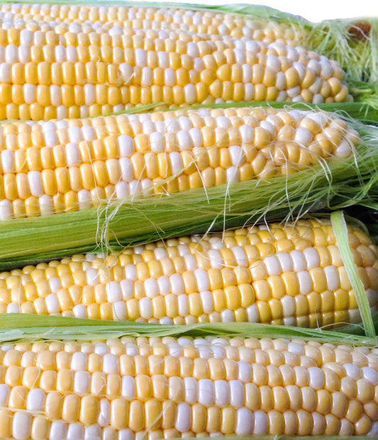 Evelyn Gardeners' Enchanted F1 Corn – Sweet Bicolour Hybrid with Excellent Disease Resistance 0