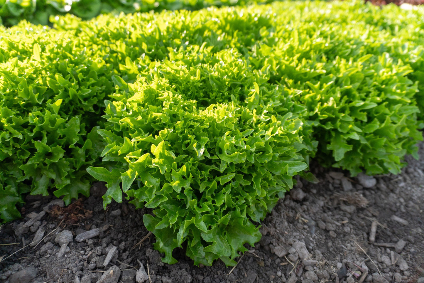 Ezpark Home Gardeners Green Tango Lettuce – Fast-Growing, High-Yielding Variety for Crisp Salads 0