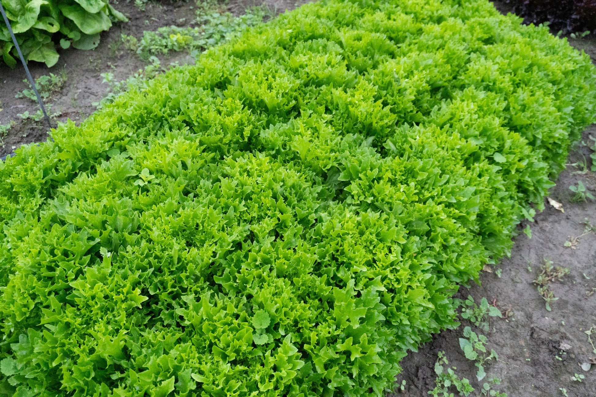 Ezpark Home Gardeners Green Tango Lettuce – Fast-Growing, High-Yielding Variety for Crisp Salads 1