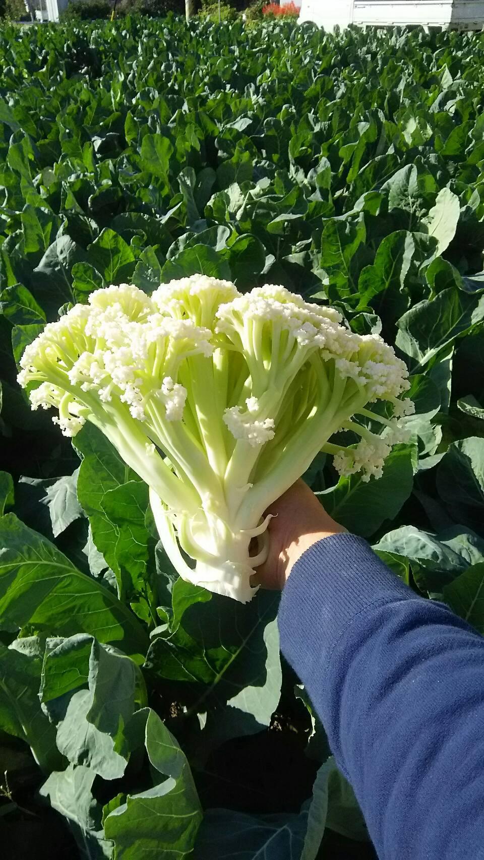 Fabulous Foil 60 Cauliflower Seeds – Sweet Flavor and Crunchy Texture for Home Growers 1