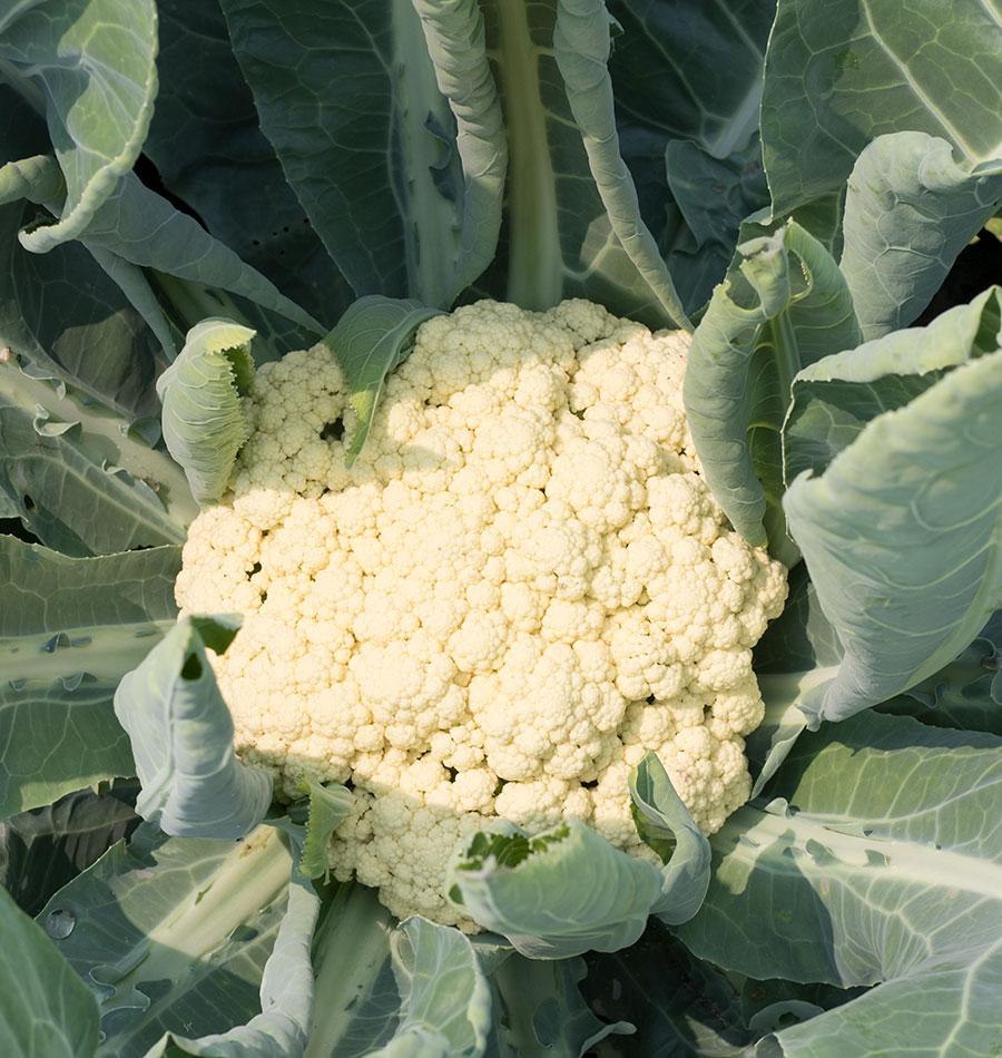 Fabulous Foil 60 Cauliflower Seeds – Sweet Flavor and Crunchy Texture for Home Growers 2