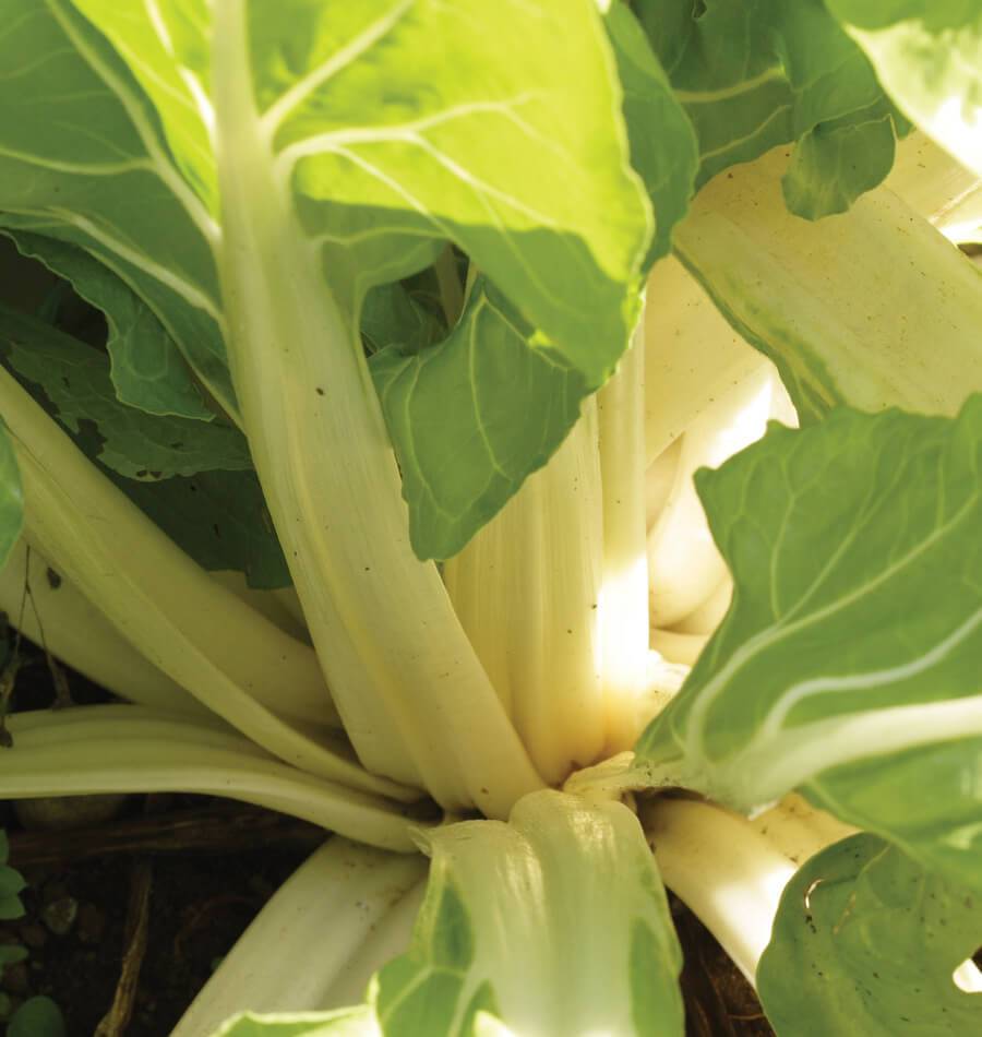 Fabulous Fordhook Giant Swiss Chard Seeds – Versatile Cold-Hardy Variety for Abundant Harvests 0