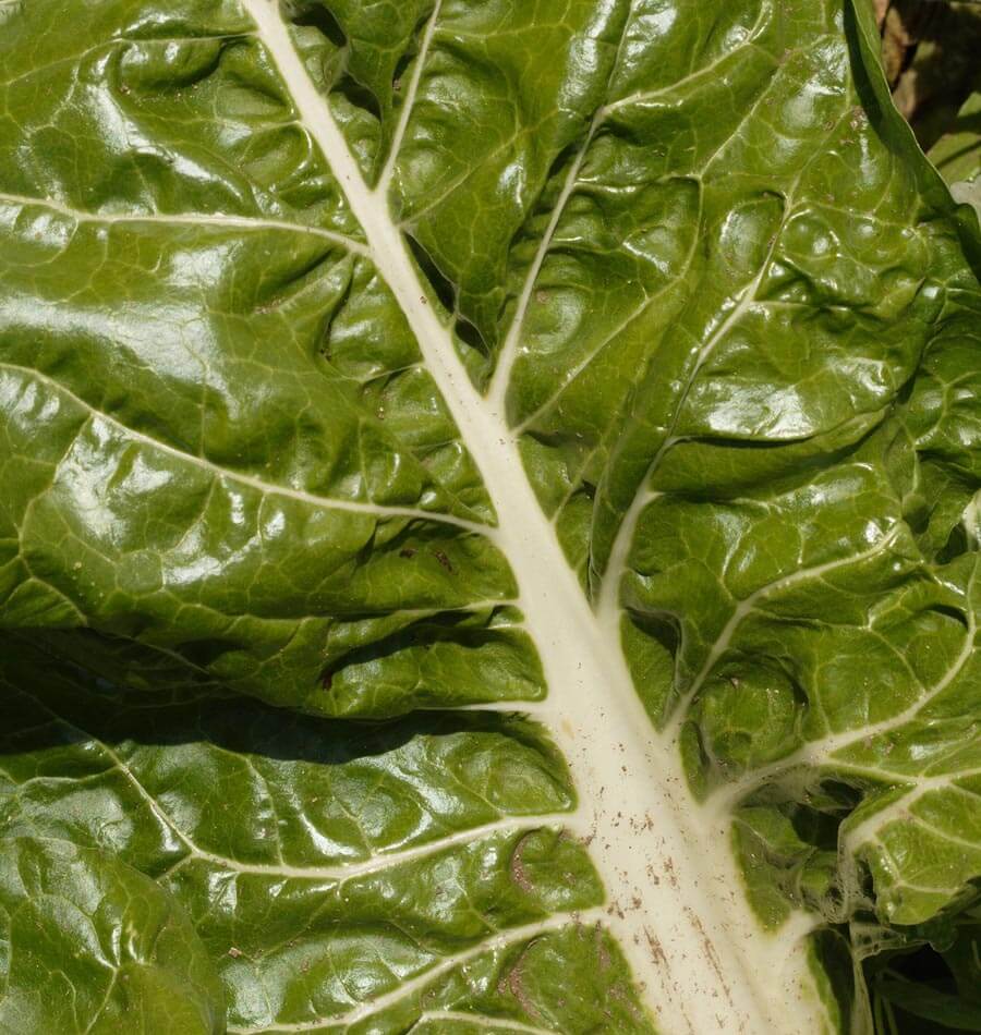 Fabulous Fordhook Giant Swiss Chard Seeds – Versatile Cold-Hardy Variety for Abundant Harvests 1