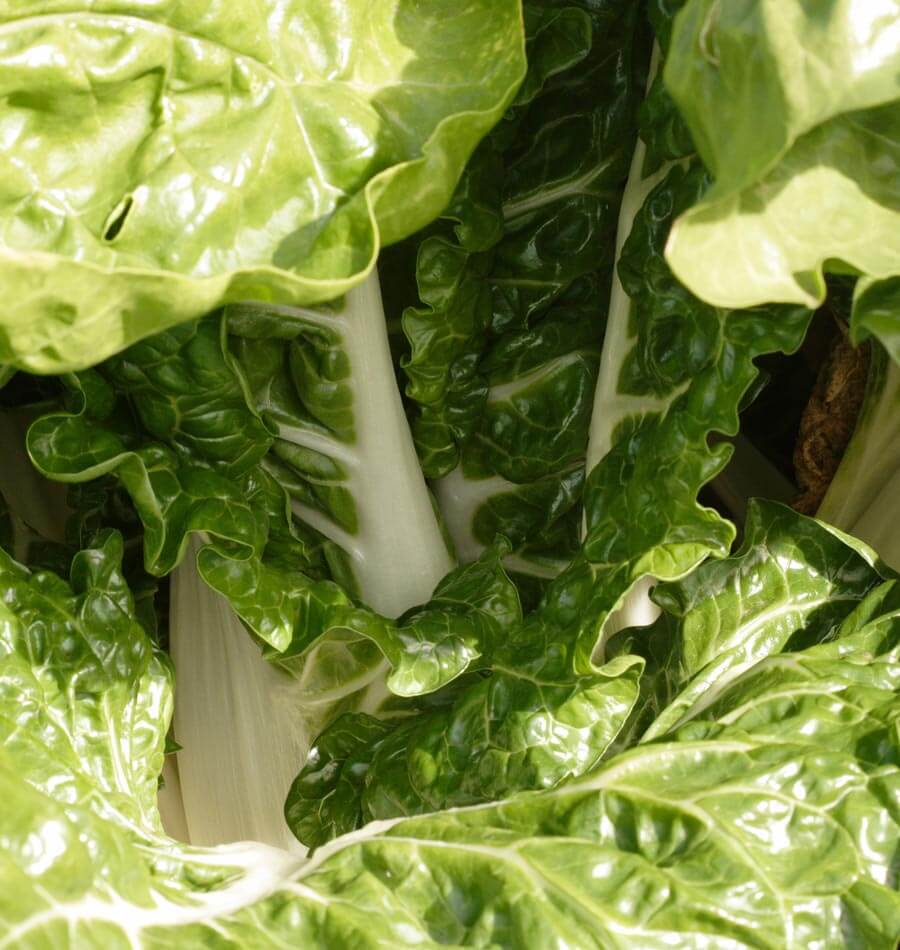 Fabulous Fordhook Giant Swiss Chard Seeds – Versatile Cold-Hardy Variety for Abundant Harvests 2