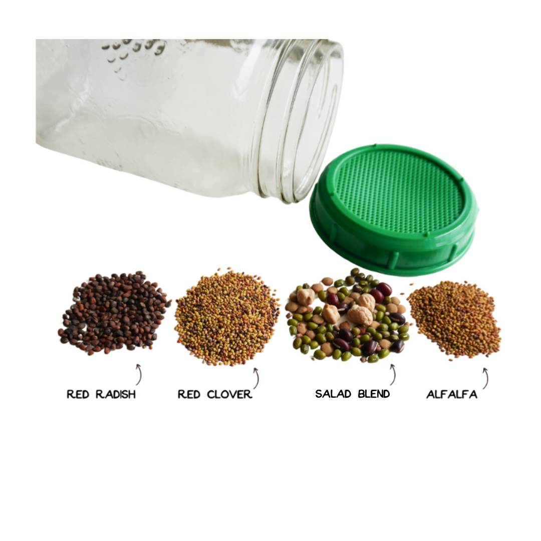 Fabulous Four Organic Sprouting Seeds – Perfect Starter Kit for Healthy Sprouts 2