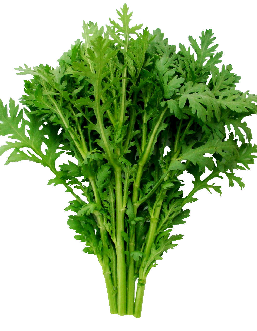 Fabulous Frilly Edible Chrysanthemum Seeds – Unique Culinary Herb for Flavorful Dishes 0