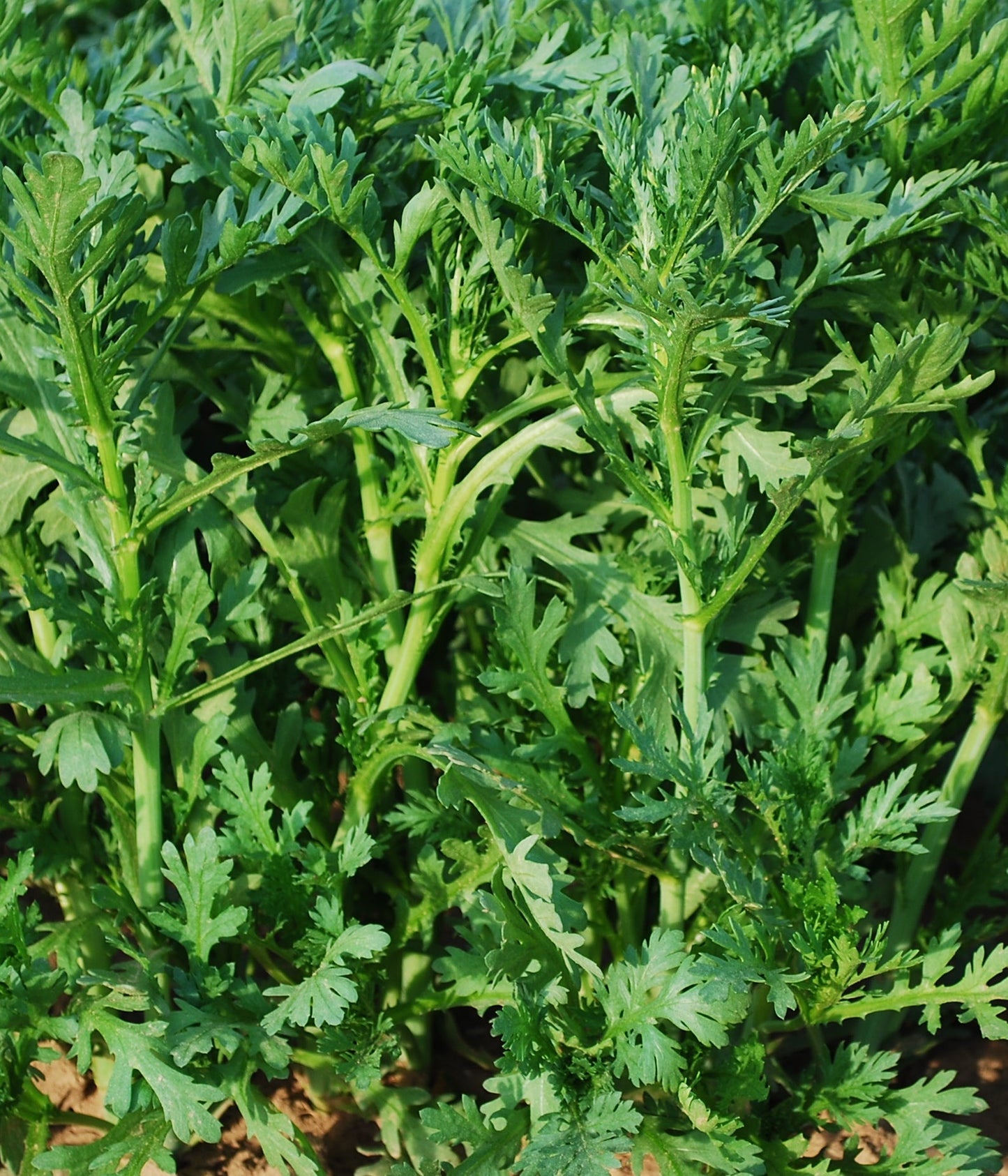Fabulous Frilly Edible Chrysanthemum Seeds – Unique Culinary Herb for Flavorful Dishes 1