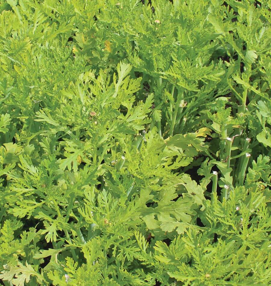 Fabulous Frilly Edible Chrysanthemum Seeds – Unique Culinary Herb for Flavorful Dishes 2