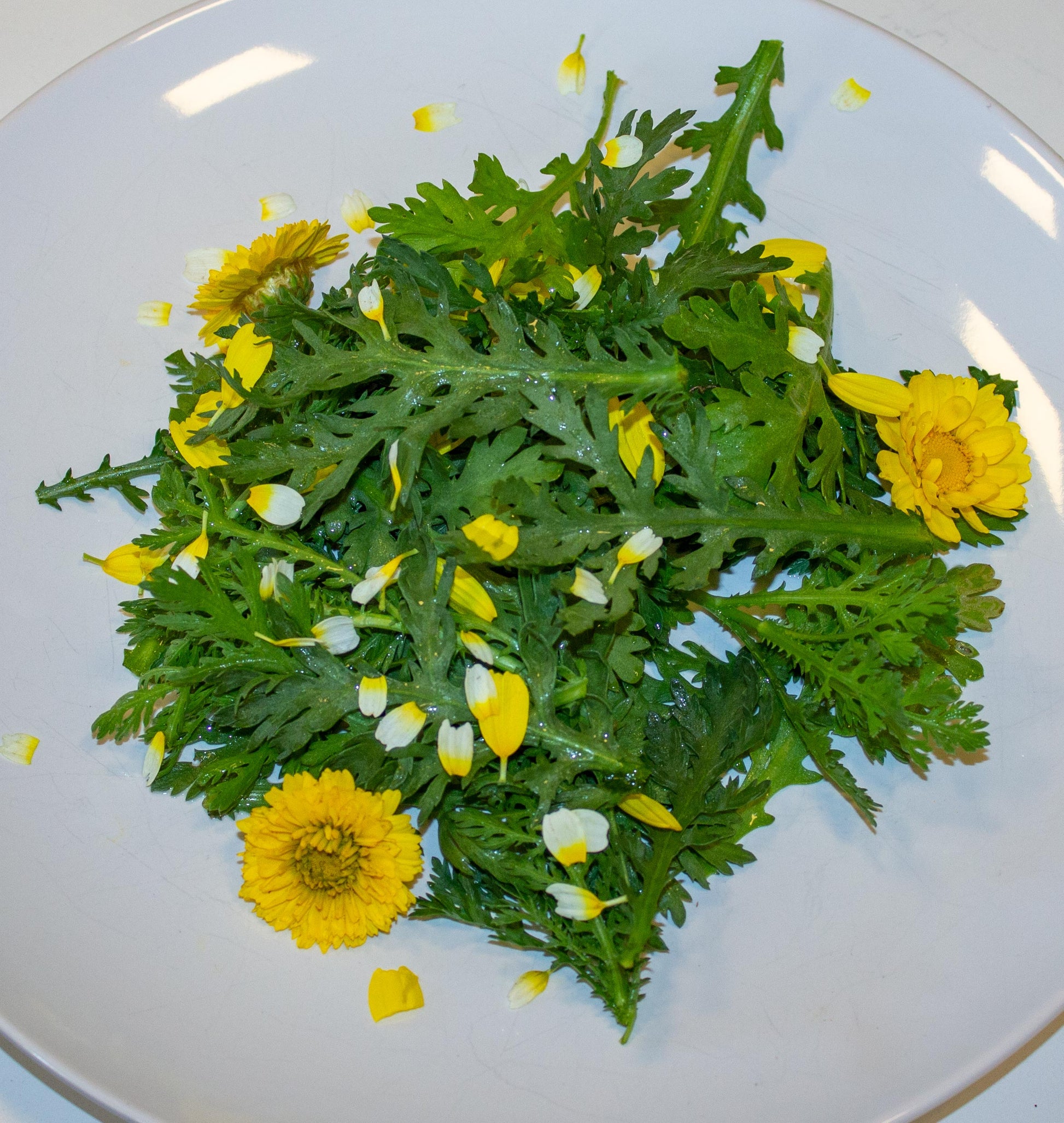Fabulous Frilly Edible Chrysanthemum Seeds – Unique Culinary Herb for Flavorful Dishes 3