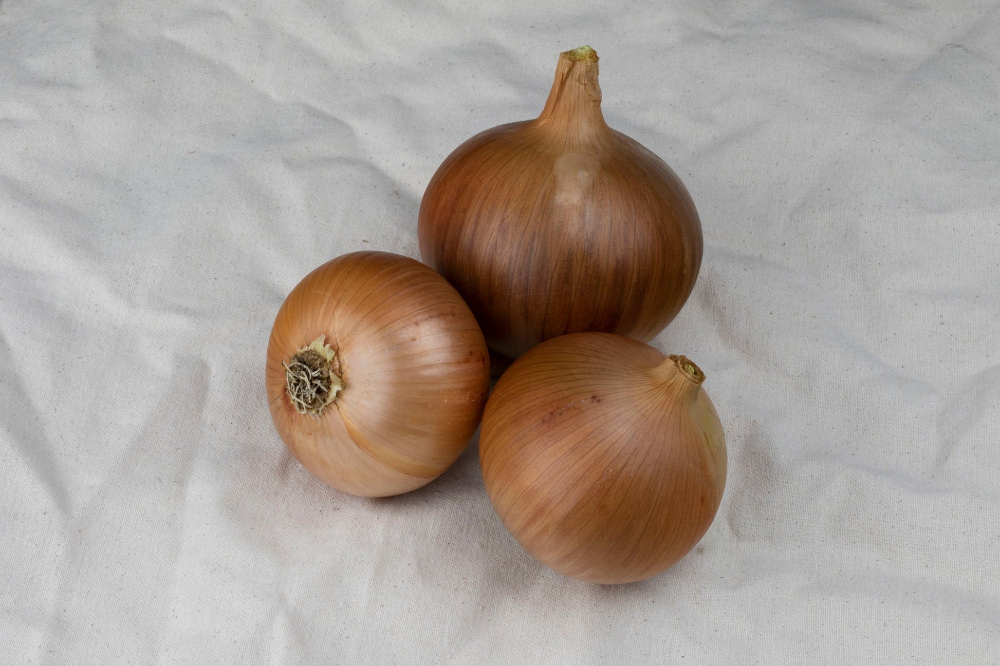 Fabulous Frontier F1 Onion Seeds – Early Maturing Variety with Disease Resistance for Long-Term Storage 0