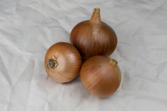 Fabulous Frontier F1 Onion Seeds – Early Maturing Variety with Disease Resistance for Long-Term Storage 0