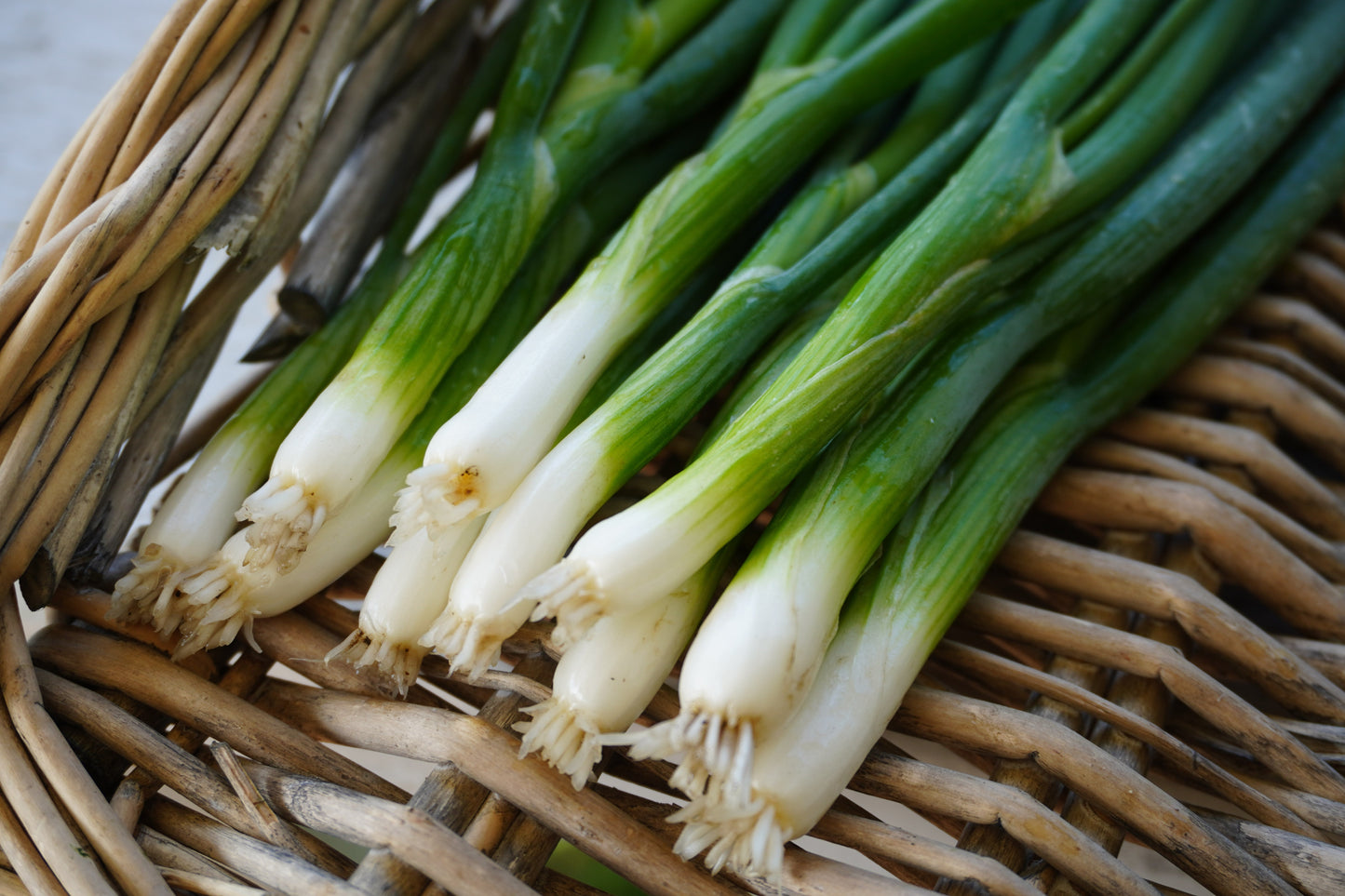 Fabulous Green Onion Seeds – Vibrant Fukagawa Scallions For Easy Growing In Warm Climates 0