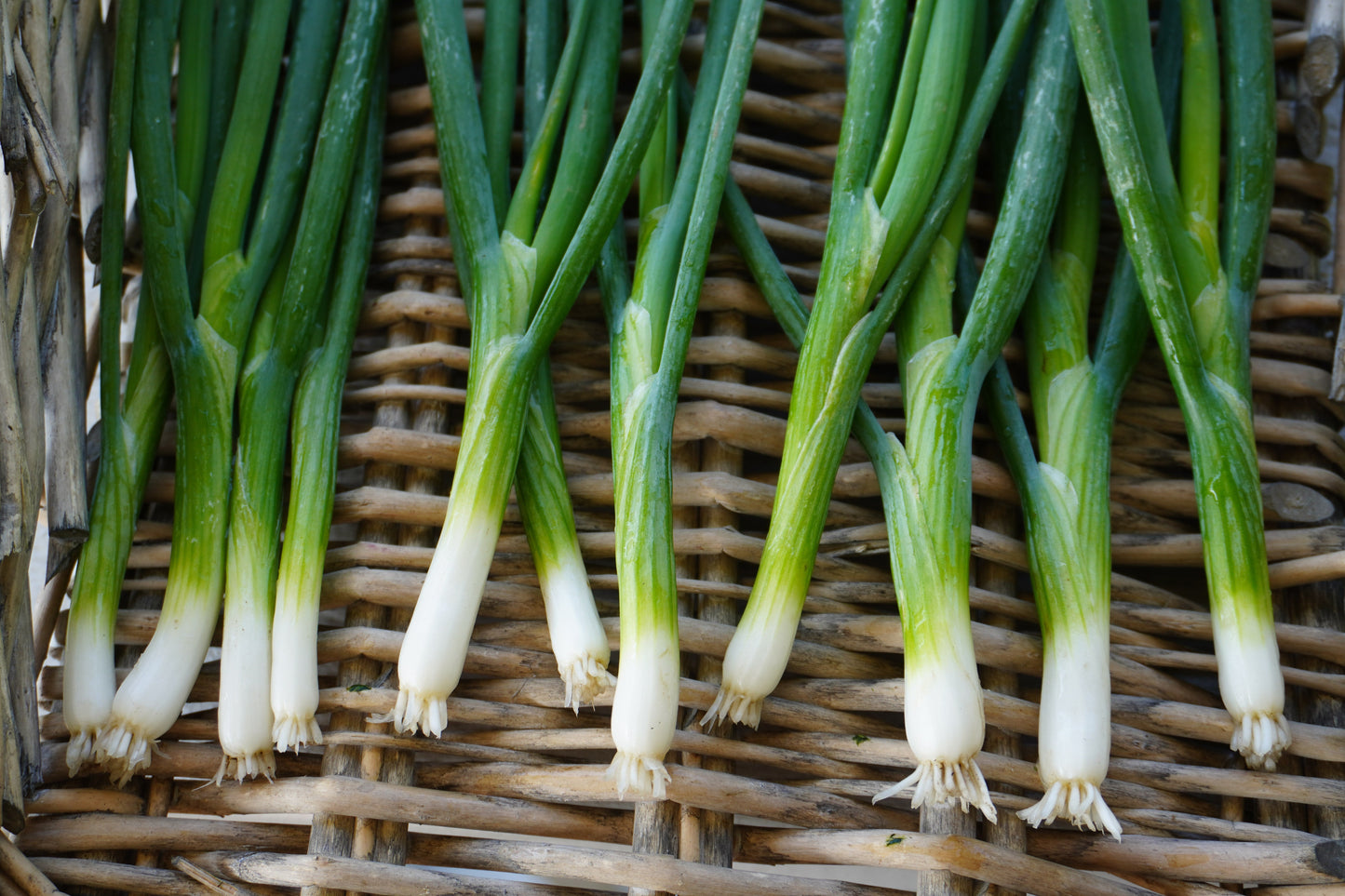 Fabulous Green Onion Seeds – Vibrant Fukagawa Scallions For Easy Growing In Warm Climates 1