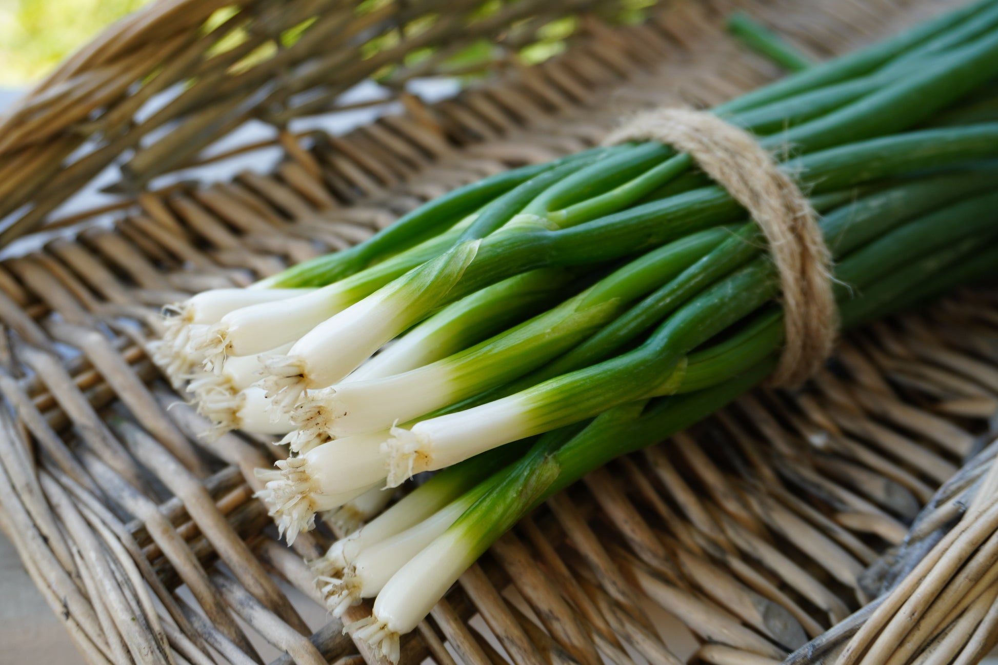 Fabulous Green Onion Seeds – Vibrant Fukagawa Scallions For Easy Growing In Warm Climates 3