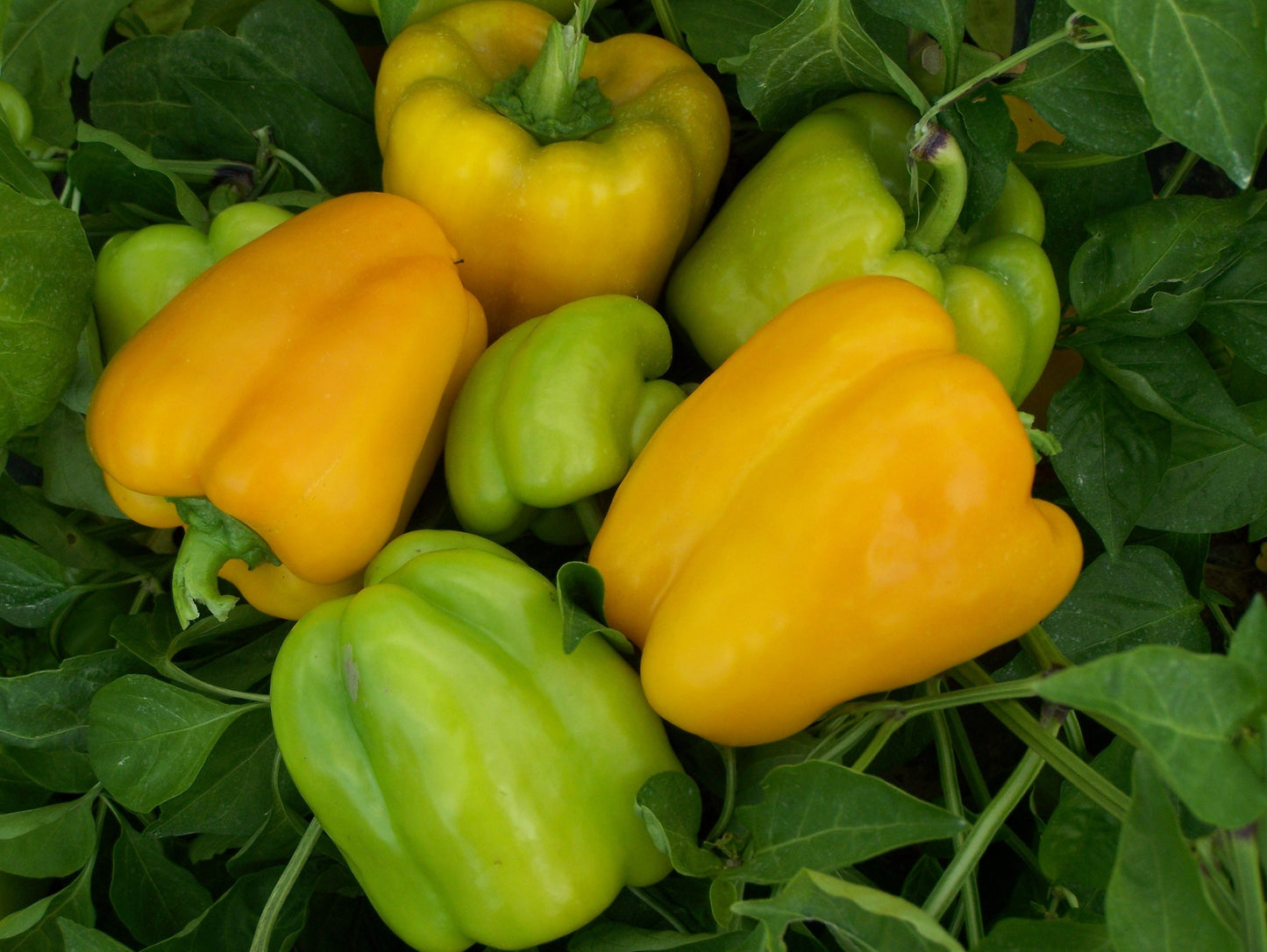 Fabulous Sweet Pepper Seeds – Early Maturing Hybrid Plant Producing Juicy, Flavorful Fruits 0