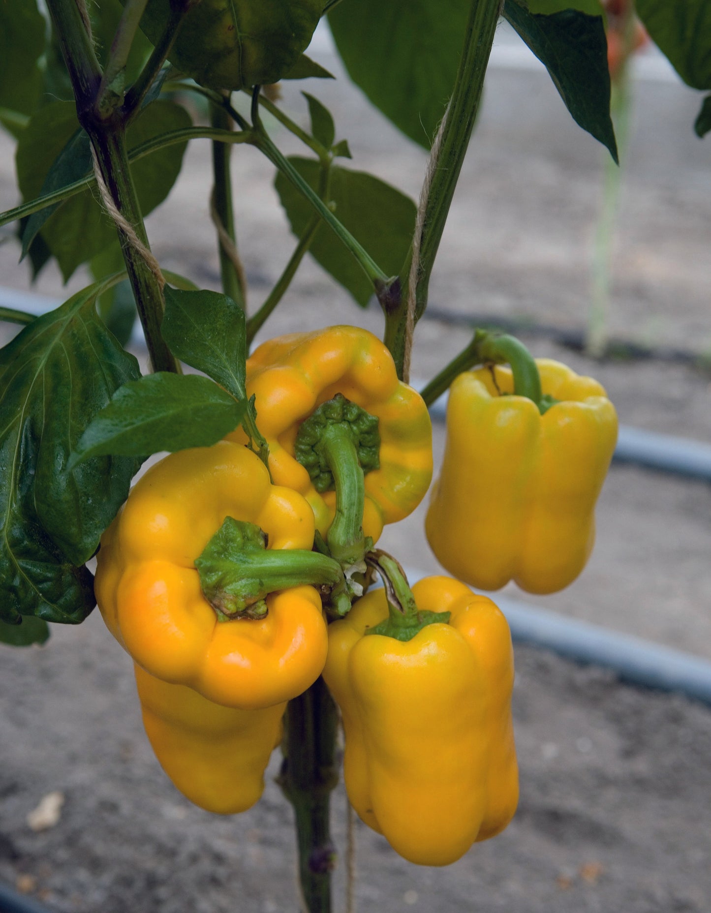Fabulous Sweet Pepper Seeds – Early Maturing Hybrid Plant Producing Juicy, Flavorful Fruits 1