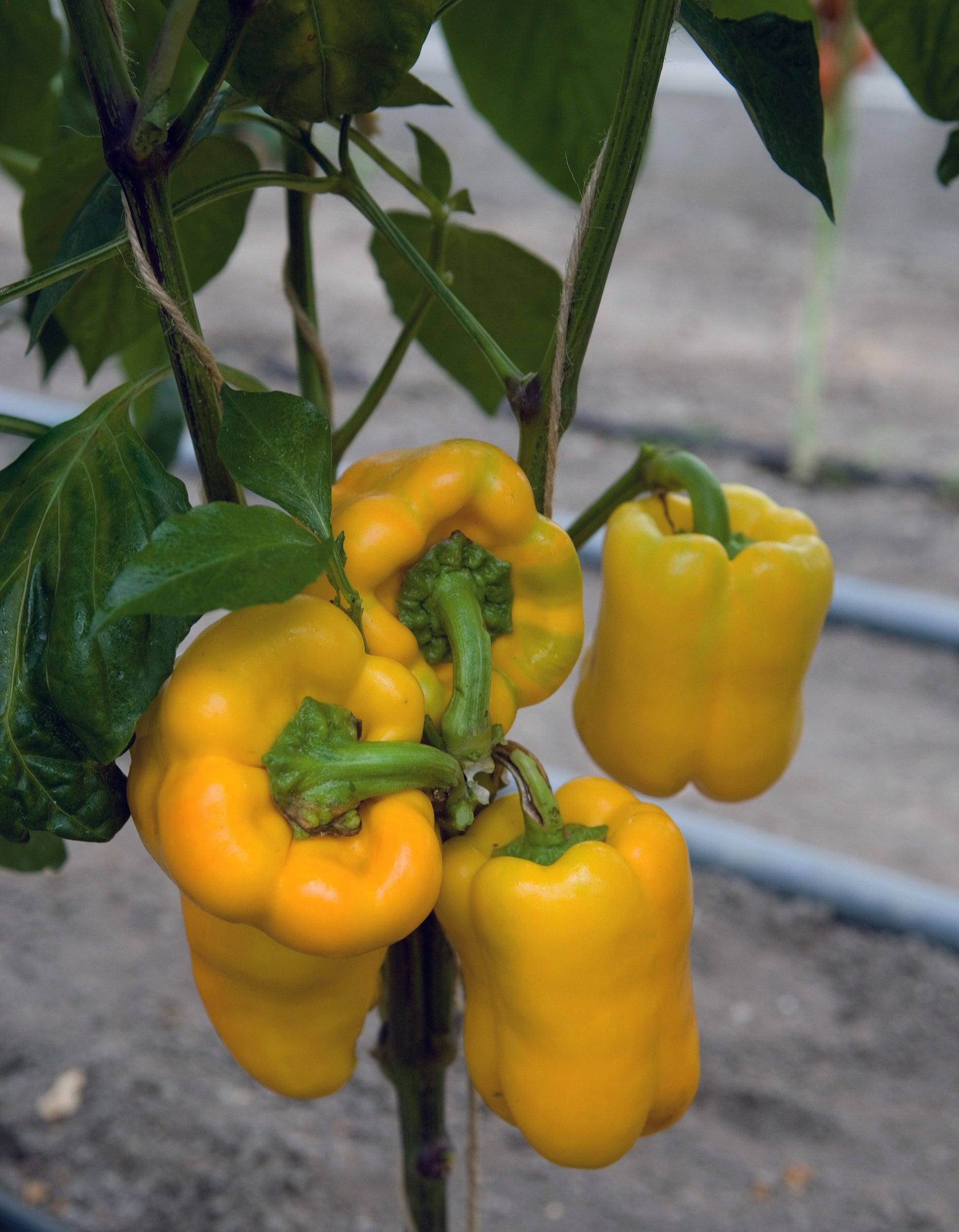 Fabulous Sweet Pepper Seeds – Early Maturing Hybrid Plant Producing Juicy, Flavorful Fruits 1