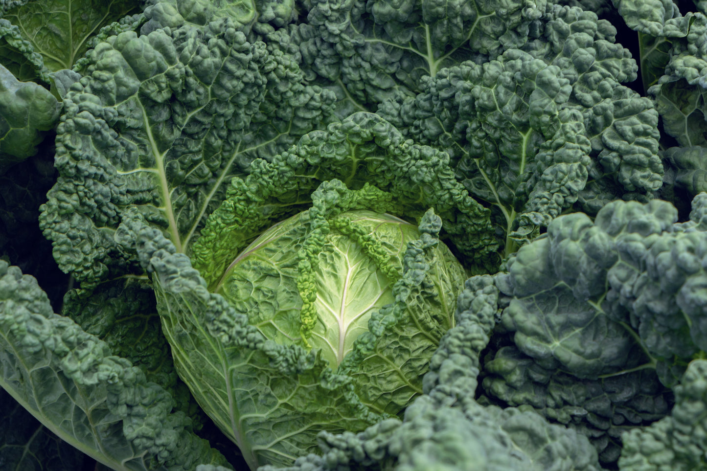 Famous F1 Organic Savoy Cabbage – Ideal for Spring to Early Summer Planting 0