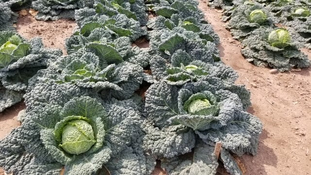 Famous F1 Organic Savoy Cabbage – Ideal for Spring to Early Summer Planting 1