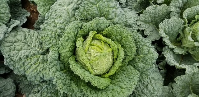 Famous F1 Organic Savoy Cabbage – Ideal for Spring to Early Summer Planting 2