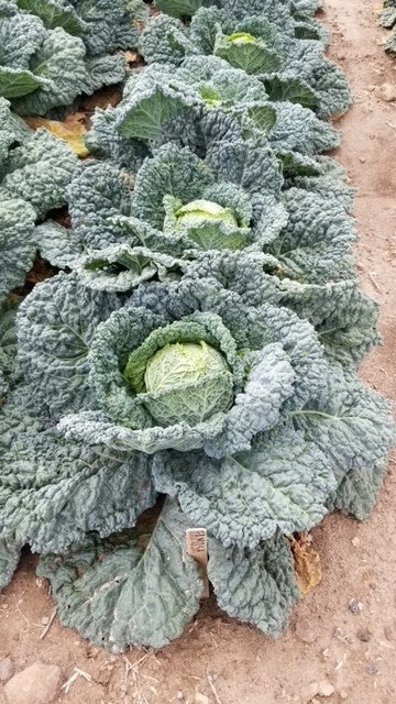 Famous F1 Organic Savoy Cabbage – Ideal for Spring to Early Summer Planting 3