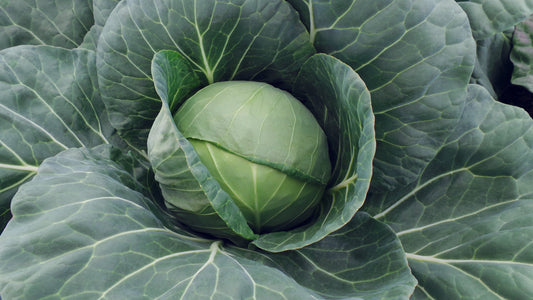 Farao Organic Vegetable Seeds – Easy To Grow, Crunchy Sweet Flavor for Fresh Eating 0