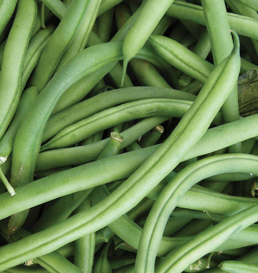 Ferrari Container Gardening Bean Seeds – Flavorful French Filet Pods for Compact Spaces 0
