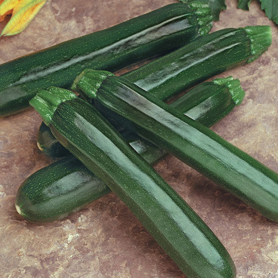 Fiona Zucchini Seeds – High Yielding, Attractive Varieties for Easy Home Gardening 0